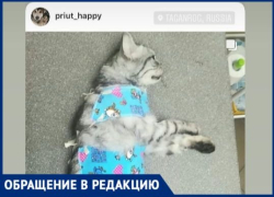 В Таганроге работает лже-приют