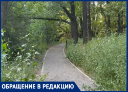 "Заросло по пояс": роща "Дубки" в Таганроге оказалась ненужной