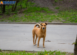 В администрации Таганрога утверждён список общественных мест, куда нельзя выпускать безнадзорных животных 