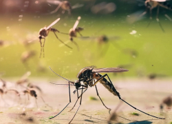 Готовьте репелленты: Таганрог совсем скоро ждет комариный апокалипсис