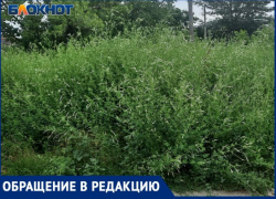 Трава по пояс и выше: жители "Военного городка" задыхаются от амброзии