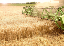 Зерно из Ростовской области кормит весь мир 