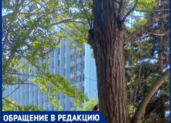 Ещё один шторм, и огромное сухое дерево рухнет в Таганроге. А если на людей?