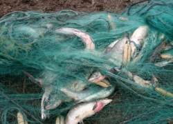 В Таганрогском заливе поймали двух браконьеров