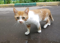 В Таганроге 50 см проглоченной котом веревки, чуть не убили животное