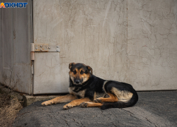 Бездомные собаки: проблема, которая требует общественного внимания 