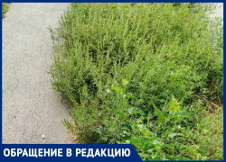 "От аллергии сдохнем": таганрогские школьники и пенсионеры снова задыхаются от амброзии на Марцево