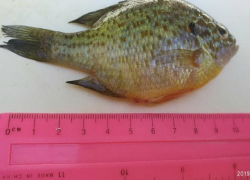 Под Таганрогом рыбак поймал пиранью