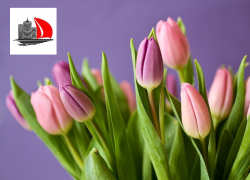 УК "Алые паруса" поздравляет таганроженок с 8 марта