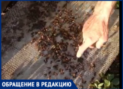 «Таганрогская птицефабрика» снова потравила пчел у  жителя хутора Некрасовка