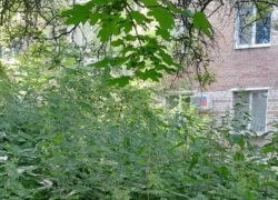Финансирования нет: в администрации ответили на статью «Блокнот.Таганрог» о зарослях травы на Тольятти