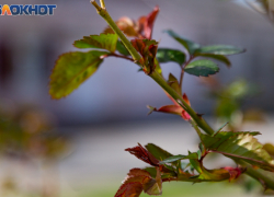 Синоптики предсказывают таганрожцам последние холодные выходные этой весны