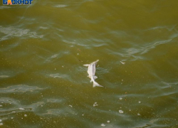 «Кислорода нет»: в Таганрогском заливе массово гибнет рыба