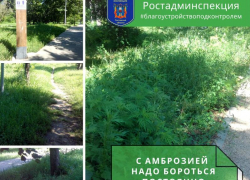  МКУ «Приморье» снова привлекут к ответственности за амброзию в Таганроге