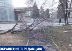 Мусор, грязь и огромная ветка на дороге: территория ДК «Олимп» в Таганроге превратилась в свалку