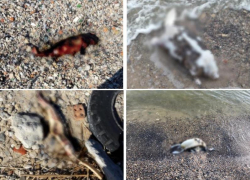Мертвые дельфин, выдра, осетр, баклан на берегу Таганрогского залива – кто следующий?