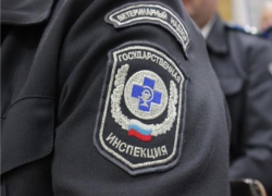 Под Таганрогом житель вызвал ветеринаров и получил штраф