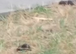 Нашествие крыс наблюдается в Приморском районе Таганрога