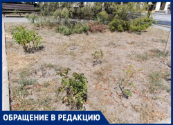 Махинации ради получения лакомого участка? Почему возле памятника Чехову в Таганроге погибла вся растительность