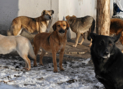 Петиция в защиту бездомных животных набрала более 1 млн 450 тысяч подписей
