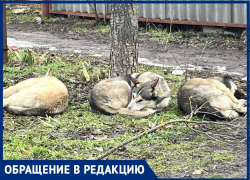 "Кошек рвут на части": агрессивные бродячие собаки опять смертельно угрожают таганрожцам
