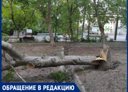 В Таганрогских Дубках рухнуло дерево: жители считают, что это не последнее аварийное растение