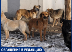 Что случится раньше: вопрос с собаками решат или кто-то пострадает в Таганроге? 