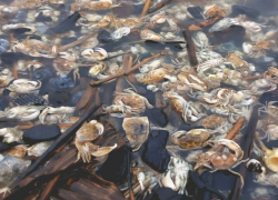 Экологическая катастрофа на берегу Таганрогского залива