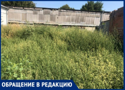 Таганрожцы жалуются на москвича, который купил участки по соседству и теперь там только амброзия