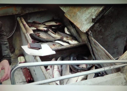 Под Таганрогом поймали браконьеров, улов был большой