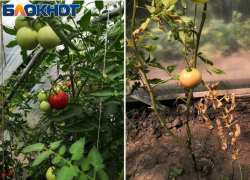 Называем причины, по которым у таганрожцев гниют помидоры