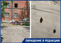 Кто виноват и что делать: в Таганроге жильцы МКД подверглись нашествию мелких тварей 