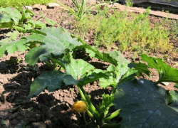 Лунный календарь таганрогского дачника на июнь 2023: что можно и что нельзя