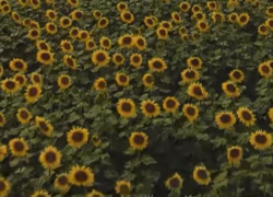 Виды окрестностей Таганрога попали в кадры клипа скандально известной питерской группы