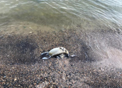 Экологическая катастрофа?: прибрежная зона Таганрога усыпана мертвыми птицами
