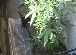 Арестован местный житель за  выращивание  конопли под Таганрогом