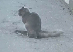 "Ямы ***овном латать": позитивное видео с котом лучше всего показывает состояние таганрогских дорог