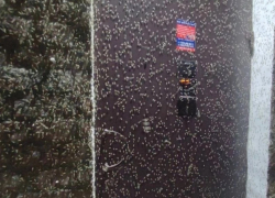 Зеленые комары вернулись в Таганрог