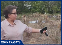 Жители Новобессергеневки просят остановить вырубку лесополосы на границе с Таганрогом 