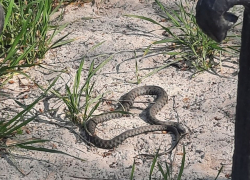 Они проснулись: кого стоит опасаться таганрожцам