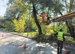 Вместо утраченных деревьев: в Таганроге нашли место для масштабной компенсационной высадки