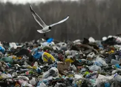 Власти обещают избавиться от таганрогской свалки до конца 2024 года