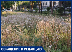 Аллергенный дайджест: Таганрогский суд и детская больница утонули в амброзии