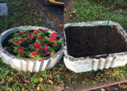 «Безобидные одуванчики», растаскивают землю, рассаду цветов,  растений из клумб в Таганроге