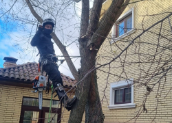 Какие деревья нельзя сажать на шести сотках