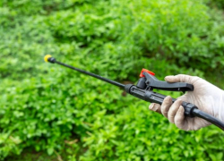 Таганрожцы могут гулять спокойно: клещи на Пушкинской набережной больше не живут