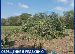 Санитарную зону аэродрома Таганрог-Южный вырубают, местные жители выступают против 