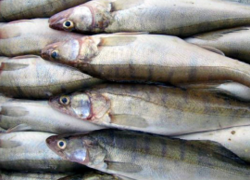 В Таганроге к реализации не допущена рыбная продукция