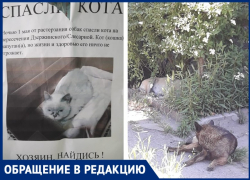 Прикормленные собаки в Таганроге разрывают домашних кошек и котов