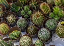Уже и за это сажают? Таганрожцев предупредили об уголовном наказании за выращивание кактусов